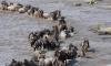 4 Days Wildlife Migration Galore- Masai Mara Safari